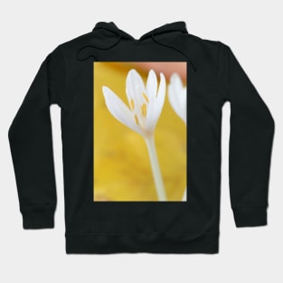 Colchicum autumnale  &amp;#39;Album&amp;#39;  Autumn crocus  Naked ladies Hoodie